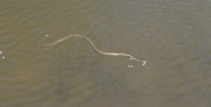 snake